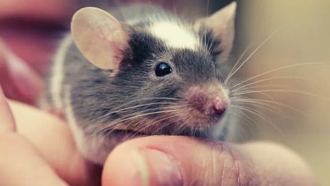 Now lethal infection can be spread by rats and monkeys