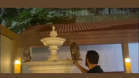 Video: सलमान खानने माकडांना दिली बिस्किटांची मेजवानी