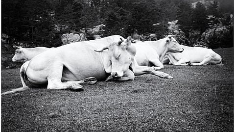 Stray cattle