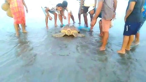 महाकाय कासव