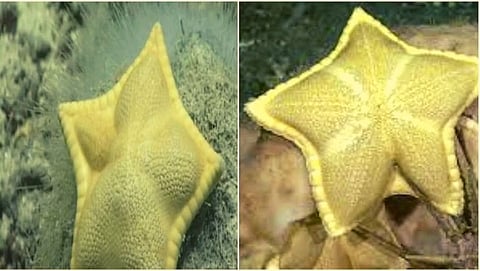 This unique fish looks like Italian pasta