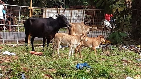 Stray Cattle In Goa