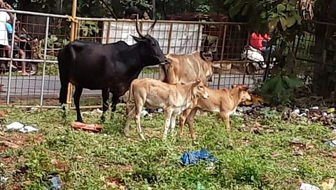 शहरात मोकाट गुरे