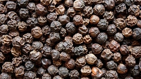 Pepper |Goa Agriculture