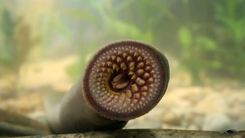 Lamprey is the most ferocious fish