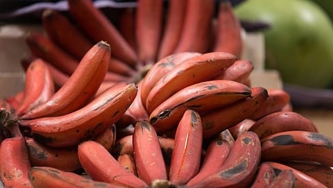 'लाल केळी' खाण्याचे जबरदस्त फायदे माहिती आहेत का?