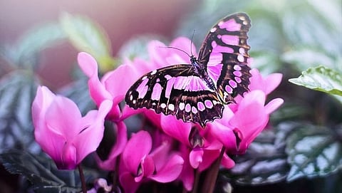 butterfly story