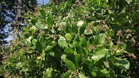loss to Cashew Plant due to untimely rain