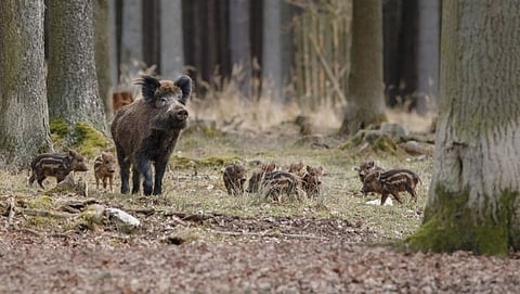 Wildlife : रानडुकरांचा त्रास: एक पर्याय असाही...