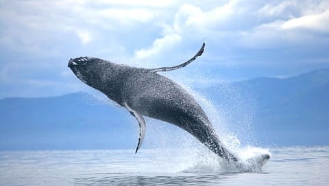 व्हेल मासा