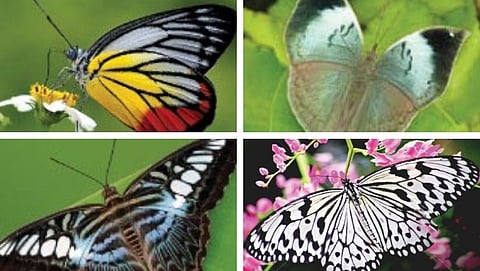 गोव्याला फुलपाखरांची नैसर्गिक देणगी