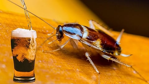 जपानमध्ये बनवली जाते झुरळापासून बिअर!