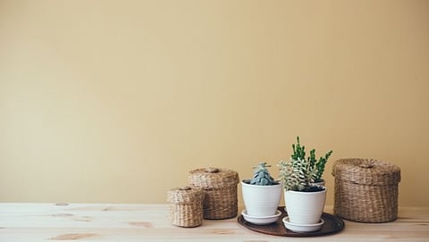 Home Decoration: ही सुंदर रोपे लावल्यास घराची शोभा वाढते