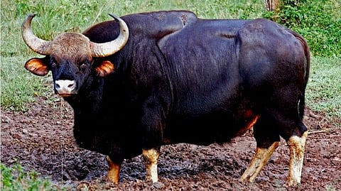 Gaur Attack