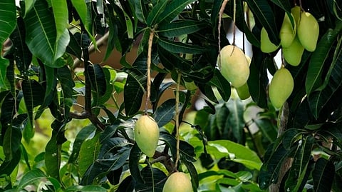 Hapus Mango