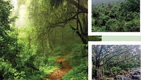 Goa forest third ranks in the country