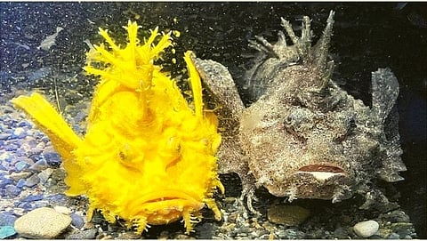 This unique fish specializes in changing color