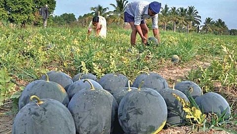 Watermelon in Goa