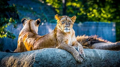 Zoo