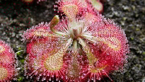 Insectivorous Plant Drosera Burmannii