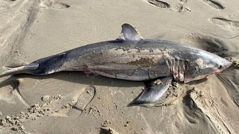 Shark