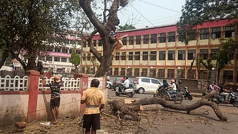 Cutting of Tree in Bicholim