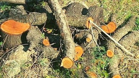 Deforestation