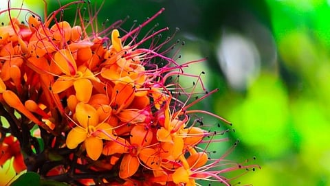 Ashoka's Flowers