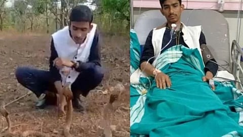 mans stunt with three dangerous king cobras hospitalized see viral video