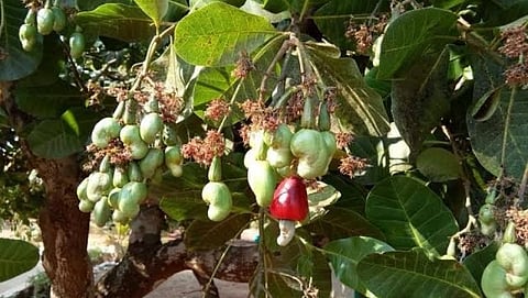 Election process delays auction of cashew zones in Goa