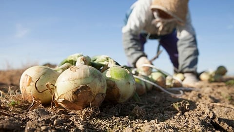 Onion Prices Fall, Onion Prices News Updates, Onion Rate News updates