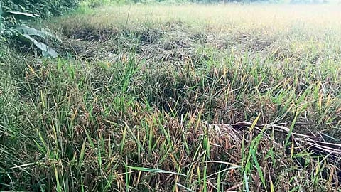 Unseasonal rains destroy rice farming