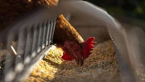 H5N1Bird Flu
