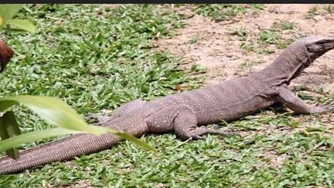 four people misbehaved with bengal monitor lizard in maharashtra forest arrested