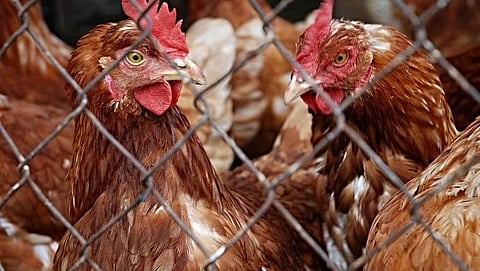 Bird Flu