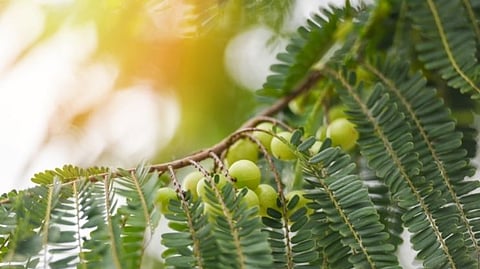Amla Benefits