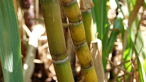 Sugarcane