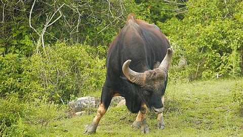 Nomadic animals spoil economic times satari farmers were helpless