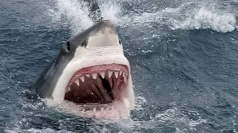 Shark