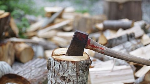 गोव्यात वृक्षतोडीच्या अर्जांचा अधिकारी गंभीरपणे अभ्यास करतील: मुख्य सचिव गोयल