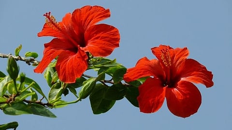 Hair Care Tips with Hibiscus