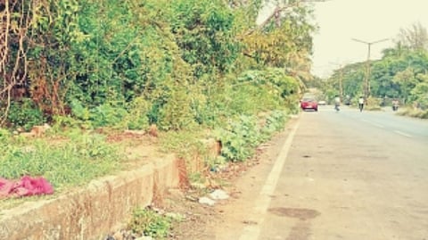 Shrubs on the sidewalk near Konkan railway station!