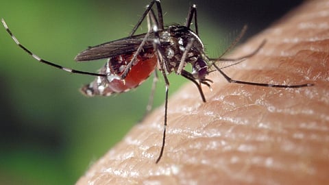 mosquitoes|health care tips