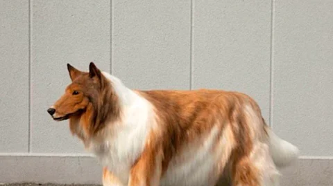 man spends 11 lakh to fulfill his dream of Living as a dog with ultra realistic costume