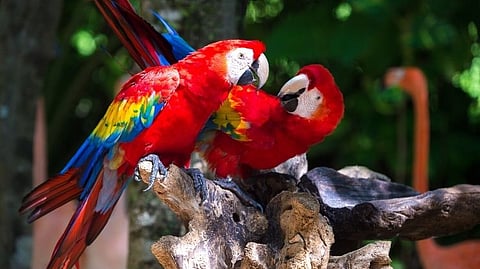 Macaw Bird
