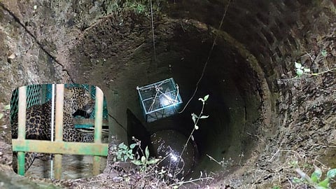 Leopard Rescue in Vellim