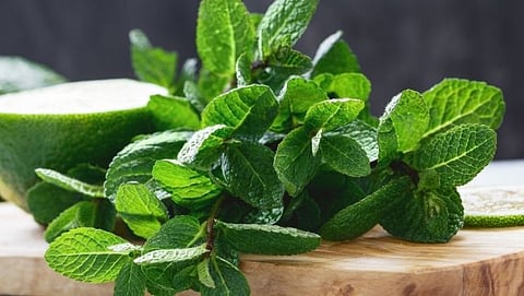 Mint Leaves| health