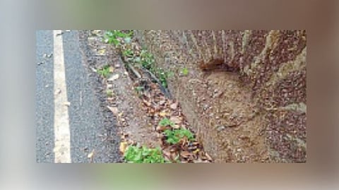 मडगाव शहरातील गटारांमध्ये साचलेला पालापाचोळा.