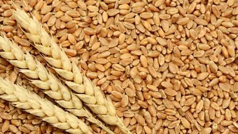 wheat price hike bread biscuit roti prices to hit your pocket from next month june