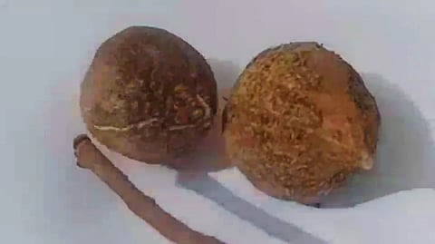 madhya pradesh bomb tree found in barwani blasts caused by tossing fruits on ground man seriously injured in blast